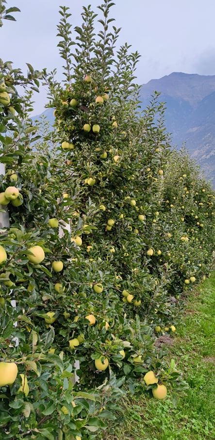 Zber jabĺk Taliansko